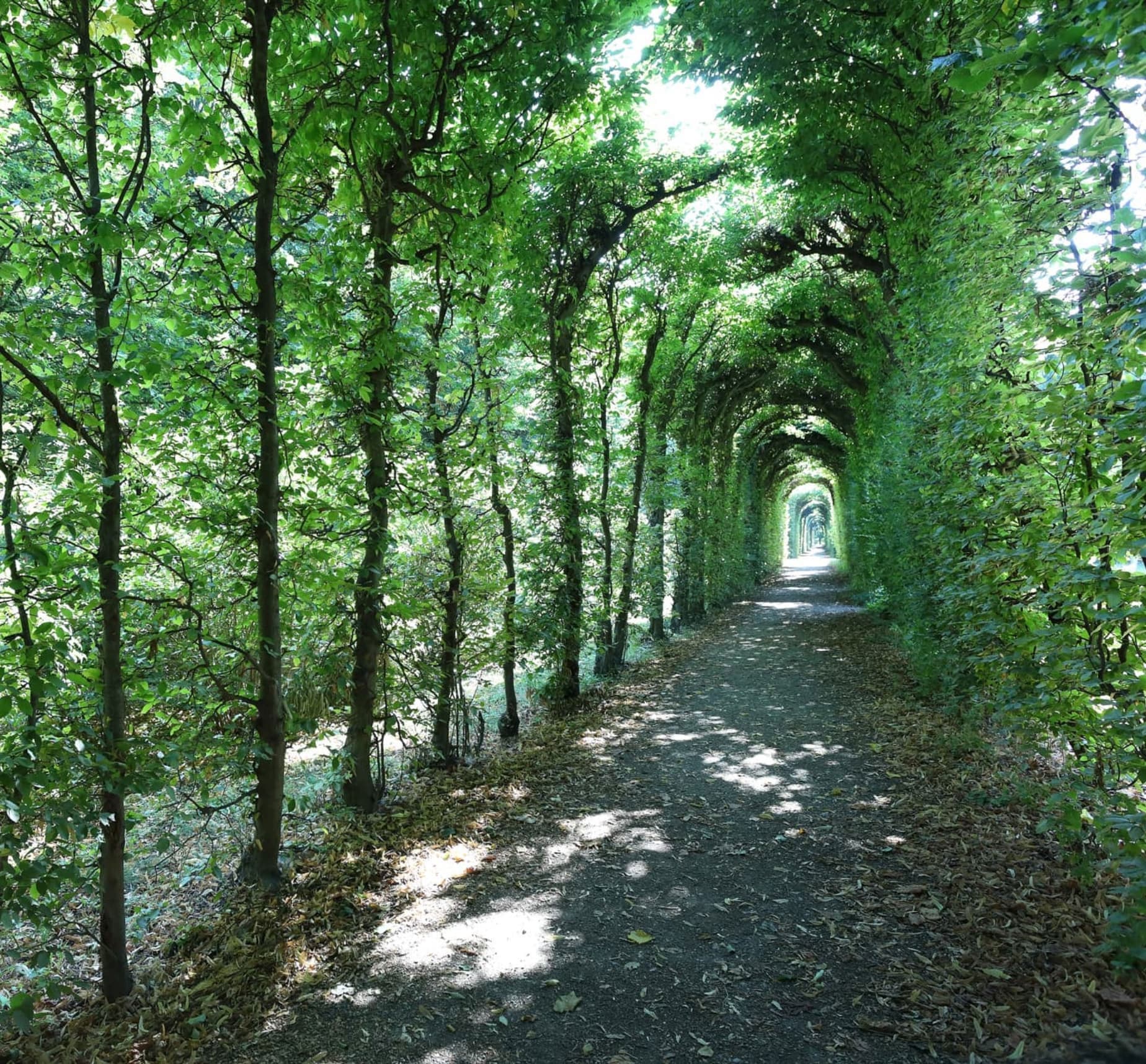 Weg, der durch eine dichte, bogenförmig geschnittene Allee aus grünen Bäumen führt, mit Sonnenlicht und Schatten auf dem Boden.