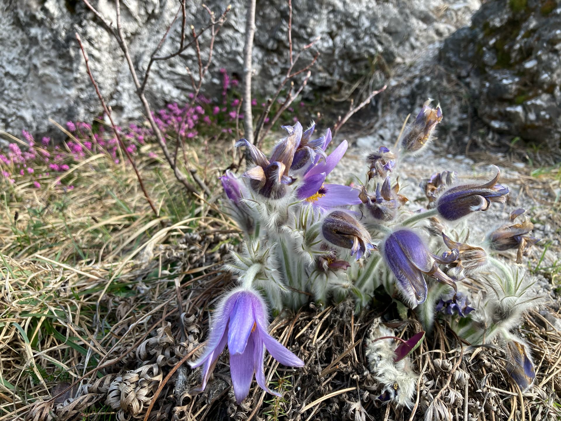 Lila Küchenschellen (Pulsatilla vulgaris) mit feinen, weißen Härchen wachsen zwischen trockenem Gras und Felsen in einer Berglandschaft. Im Hintergrund sind graue Steine und einige kleine rosafarbene Blüten zu sehen.