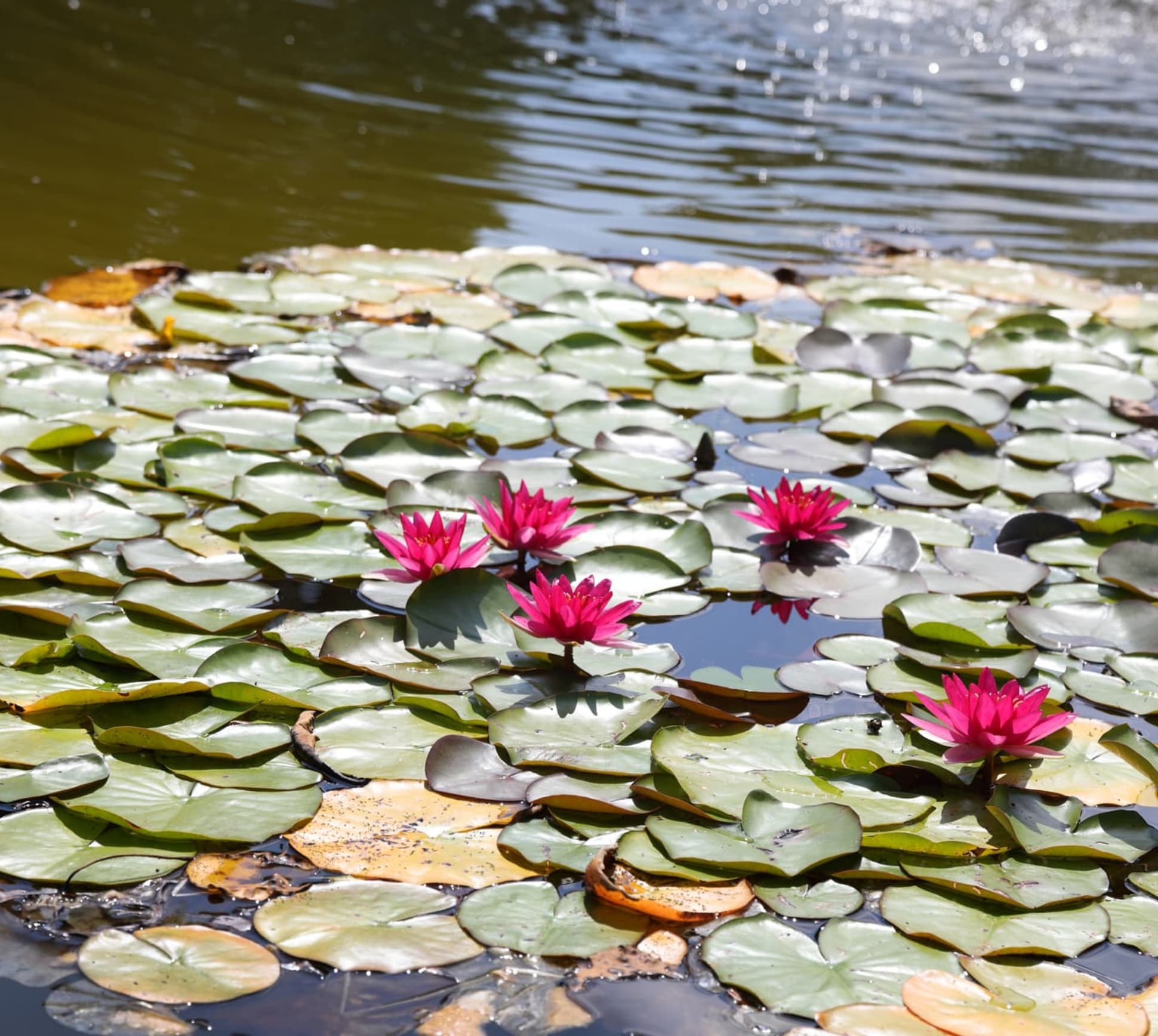 Mehrere pinkfarbene Seerosen blühen zwischen grünen Seerosenblättern auf der Wasseroberfläche eines Teichs bei Sonnenschein.